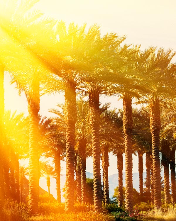 desert-oasis-section-images-pal-trees rows of palm trees